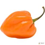 Habanero Chilli Yellow