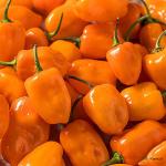 Habanero Chilli Yellow