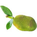 Jackfruit Green