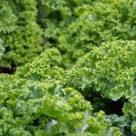 Kale Leaves