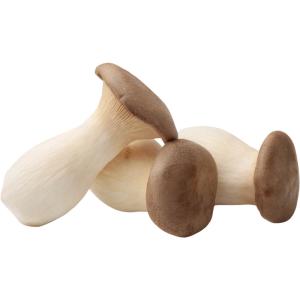 King Oyster Mushroom