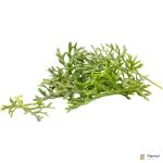 Kitsune Leaf – Specialty Greens