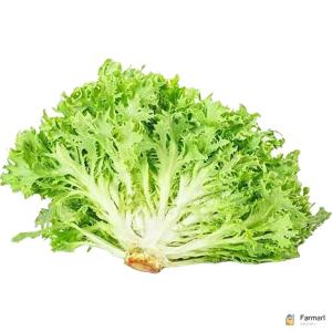 Lettuce Frisse Green Holland