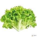 Lettuce Frisse Green Holland