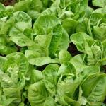 Lettuce Gem