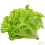 Lettuce Lollo Biando