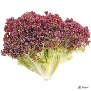 Lettuce Lollo Rosso Sanitized