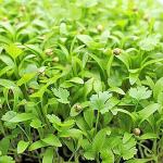 Micro Coriander