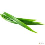 Pandan Leaves