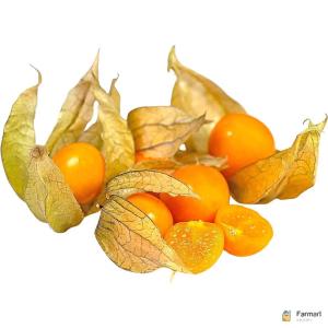 Physalis Gooseberries