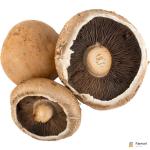 Portobello Mushroom