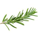 Rosemary