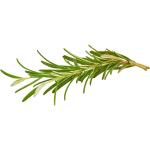 Rosemary