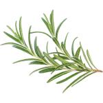 Rosemary