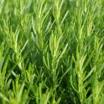 Rosemary