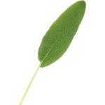 Sage