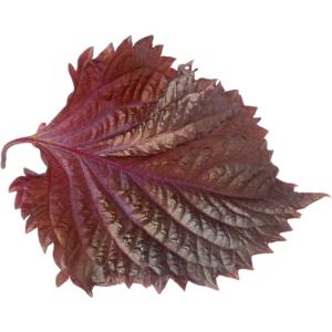 Shiso Leaves Purple