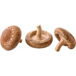 Shitake Mushroom