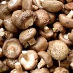 Shitake Mushroom