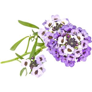 Sweet Alyssum Purple Edible Flowers