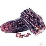 Sweet Corn Black