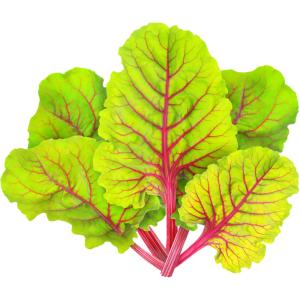 Swiss Chard Red Chard