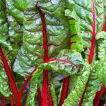 Swiss Chard Ruby Chard