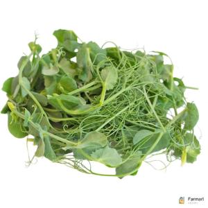 Tendril Pea