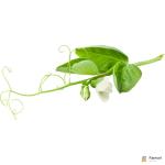 Tendril Pea