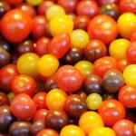 Tomato Cherry Mix Shaker