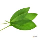 Turmeric Leaves