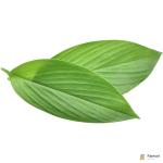 Turmeric Leaves