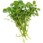 Watercress