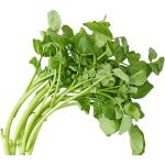 Watercress