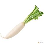 White Radish (Daikon Radish)